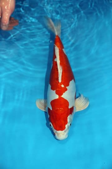 Kikusui-Koi For Sale 15" 9401