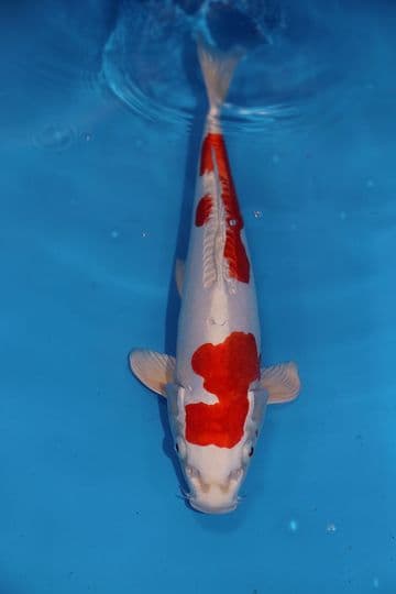Kikusui-Koi For Sale 15" 9490
