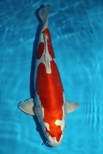 Kikusui-Koi For Sale 20" 8875