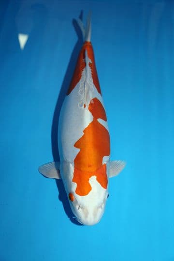 Kikusui-Koi For Sale 21" 8892