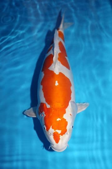 Kikusui-Koi For Sale 22.5" 8921