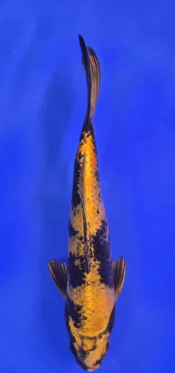 Kin Ki Utsuri-Koi For Sale 10" 003