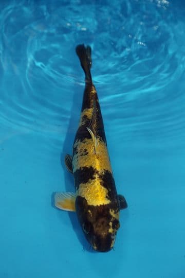 Kin Ki Utsuri-Koi For Sale 11" 9510