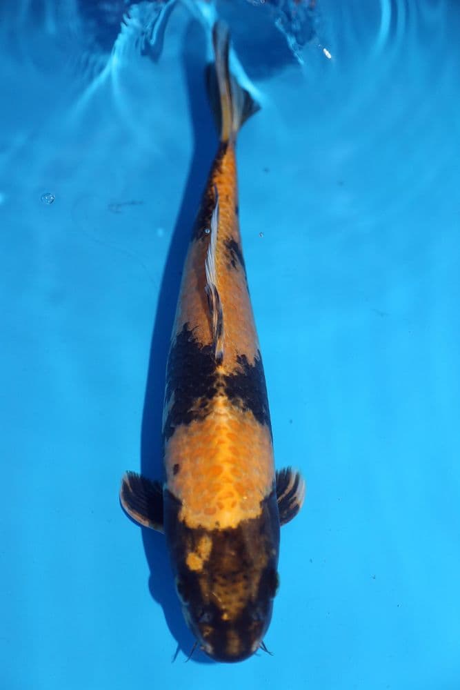 Kin Ki Utsuri-Koi For Sale 12