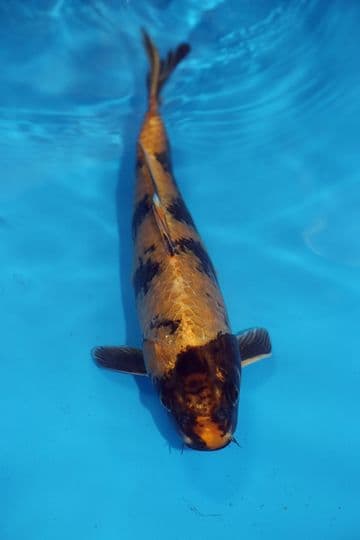 Kin Ki Utsuri-Koi For Sale 12" 9503