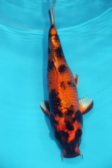 Kin Ki Utsuri-Koi For Sale 12" 9505