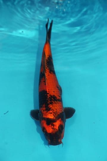 Kin Ki Utsuri-Koi For Sale 12" 9531