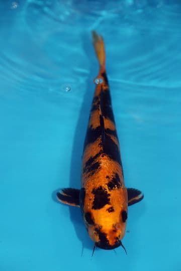 Kin Ki Utsuri-Koi For Sale 12" 9559