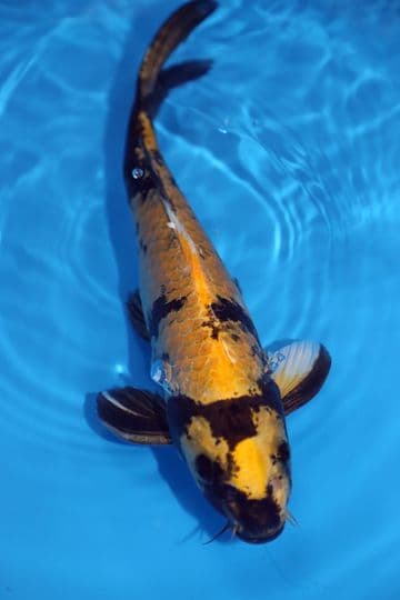 Kin Ki Utsuri-Koi For Sale 13" 9446
