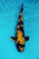 Kin Ki Utsuri-Koi For Sale 13