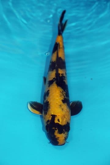 Kin Ki Utsuri-Koi For Sale 13" 9456