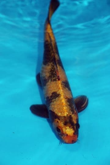 Kin Ki Utsuri-Koi For Sale 13" 9508