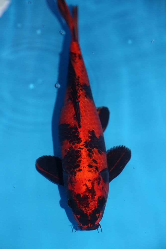 Kin Ki Utsuri-Koi For Sale 14