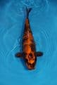 Kin Ki Utsuri-Koi For Sale 14