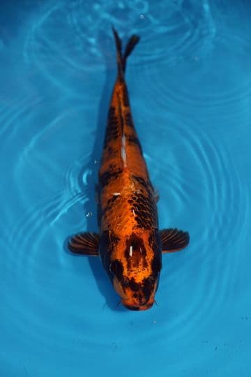 Kin Ki Utsuri-Koi For Sale 14" 9475