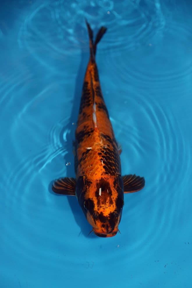 Kin Ki Utsuri-Koi For Sale 14