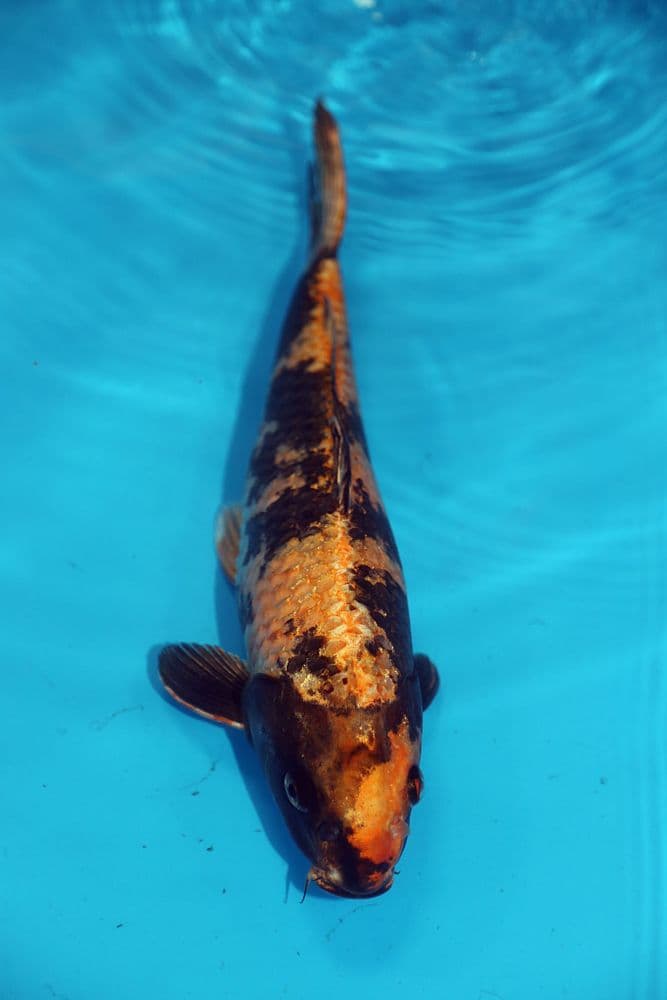 Kin Ki Utsuri-Koi For Sale 14
