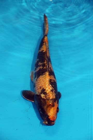 Kin Ki Utsuri-Koi For Sale 14" 9477