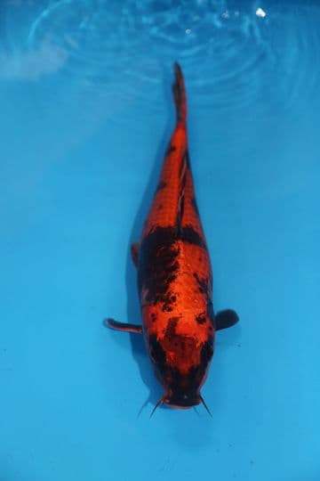 Kin Ki Utsuri-Koi For Sale 15" 9484