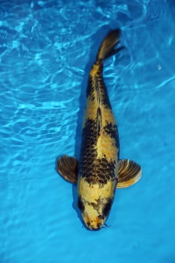 Kin Ki Utsuri-Koi For Sale 16" 9399