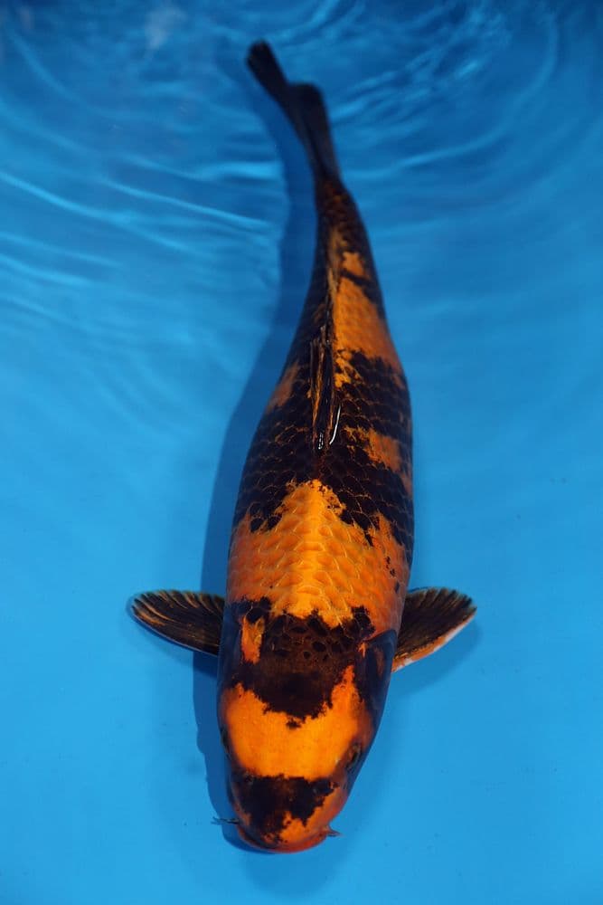 Kin Ki Utsuri-Koi For Sale 17