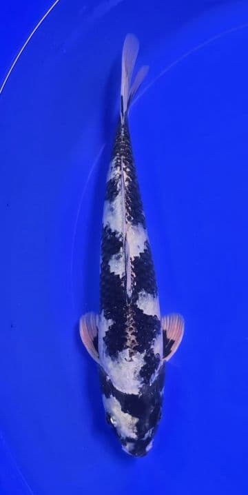 Kin Shiro Utsuri-Koi For Sale 10" 011