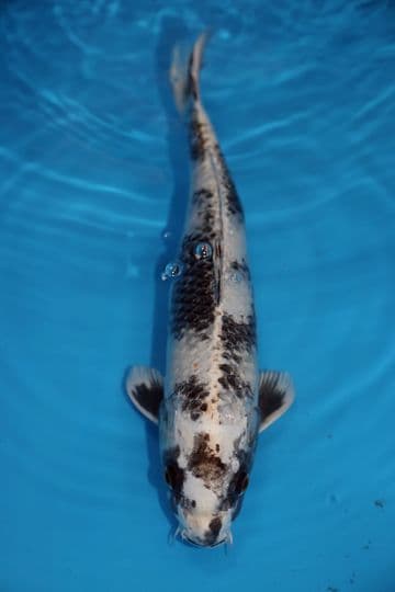 Kin Shiro Utsuri-Koi For Sale 13" 9568