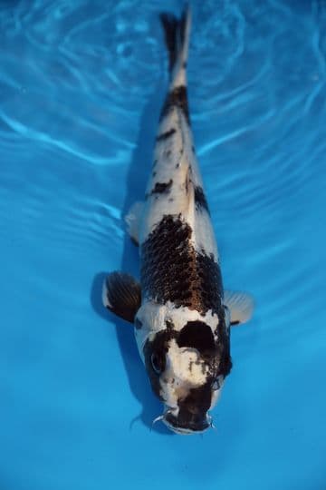 Kin Shiro Utsuri-Koi For Sale 14" 9438