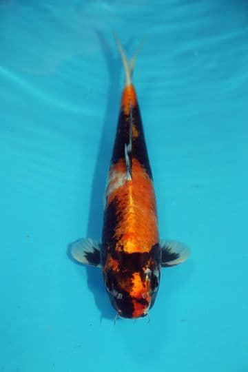 Kin Showa-Koi For Sale 11" 9514