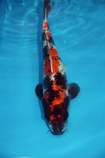 Kin Showa-Koi For Sale 13" 9439