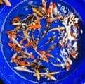 Koi For Sale 4