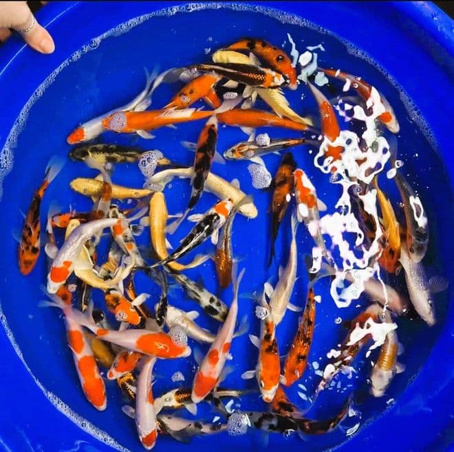 Koi For Sale 4