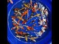 Koi For Sale 4