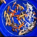 Koi For Sale 4