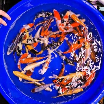 Koi For Sale 5"-6" Selected Koi x 1