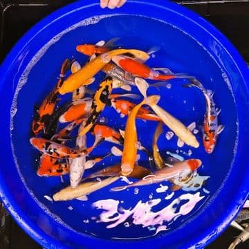 Koi For Sale 6"-7" Selected Koi x 5