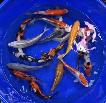 Koi For Sale 7"-8" Selected Koi x 1