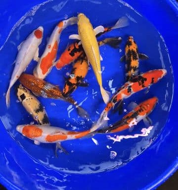 Koi For Sale 8"-10" Selected Koi Mix x 10