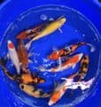 Koi For Sale 8
