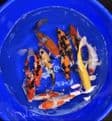 Koi For Sale 8