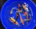 Koi For Sale 8
