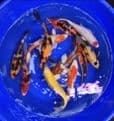 Koi For Sale 8