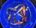 Koi For Sale 8