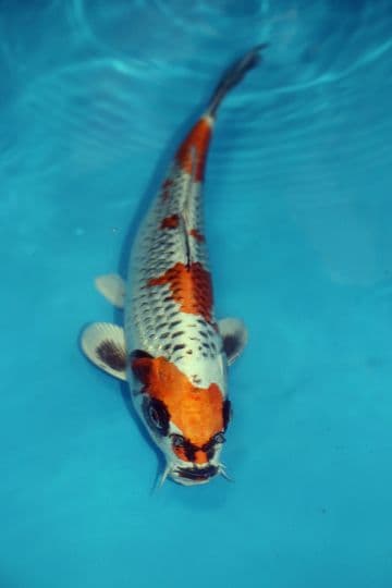 Kujaku-Koi For Sale 12'' 9525