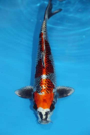Kujaku-Koi For Sale 12'' 9538