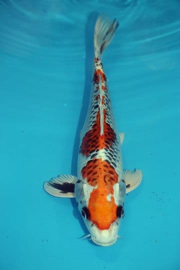Kujaku-Koi For Sale 12'' 9542