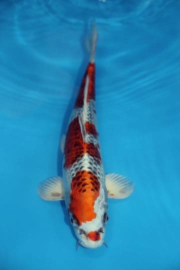Kujaku-Koi For Sale 12'' 9579