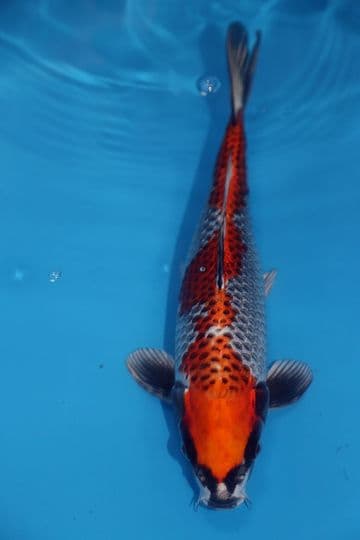 Kujaku-Koi For Sale 12'' 9592