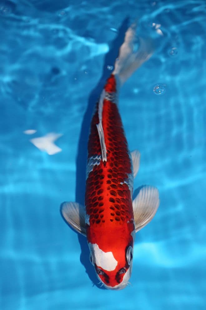 Kujaku-Koi For Sale 14'' 8637
