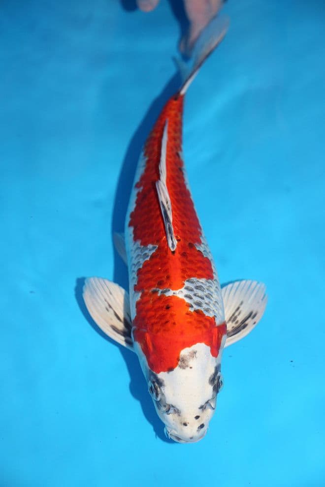 Kujaku-Koi For Sale 14'' 8698